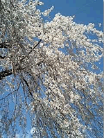 sakura
